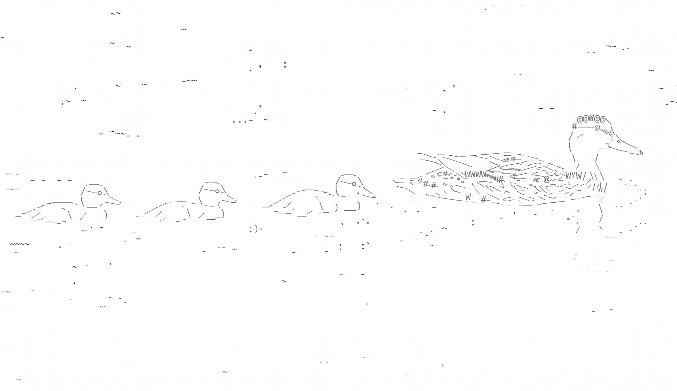 A duck swimming with ducklings