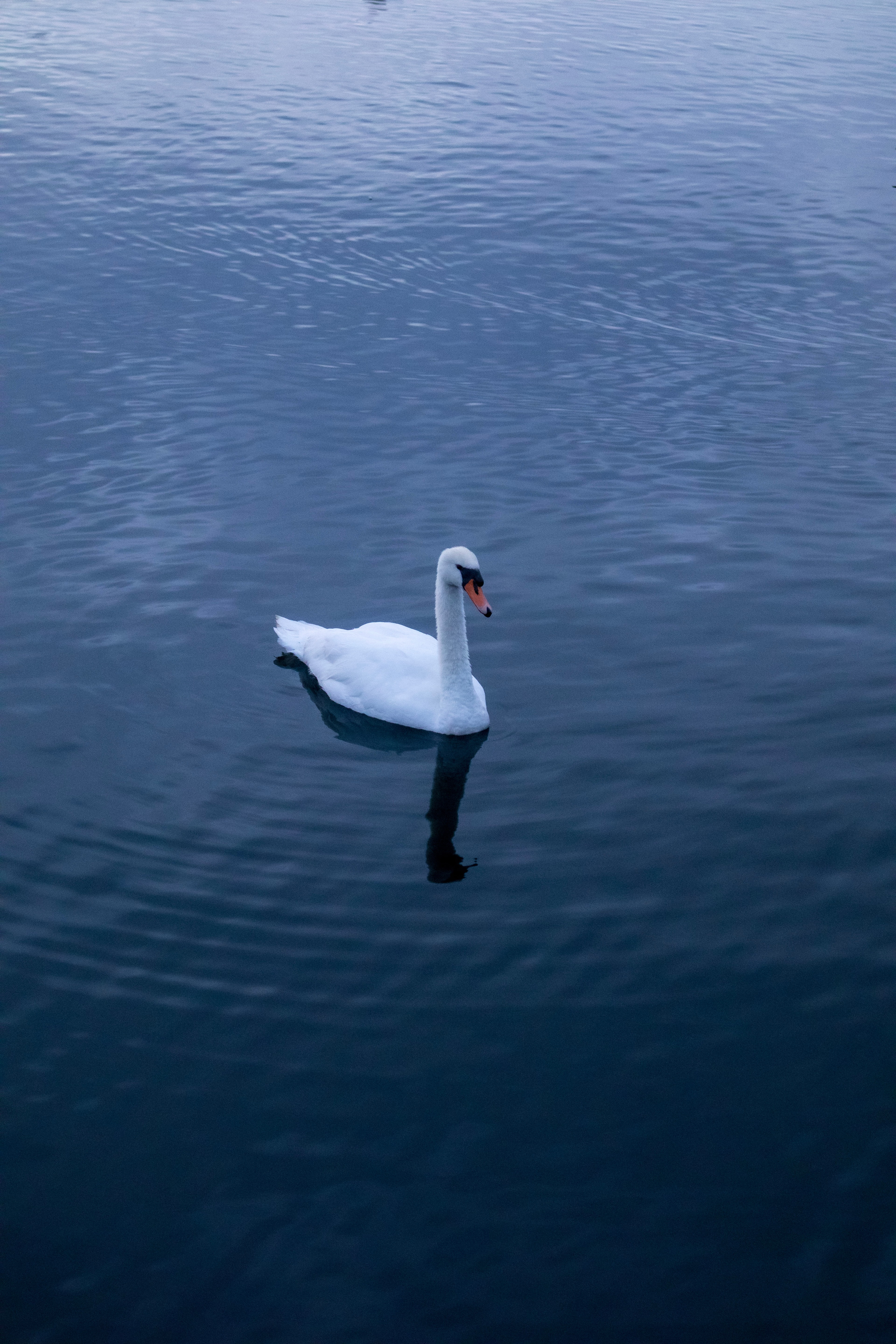A swan floating calmly on a blue lake